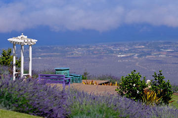 Small-Group Maui Tour: Haleakala National Park, Lavender Farm and Wine Tasting Things to do in Maui