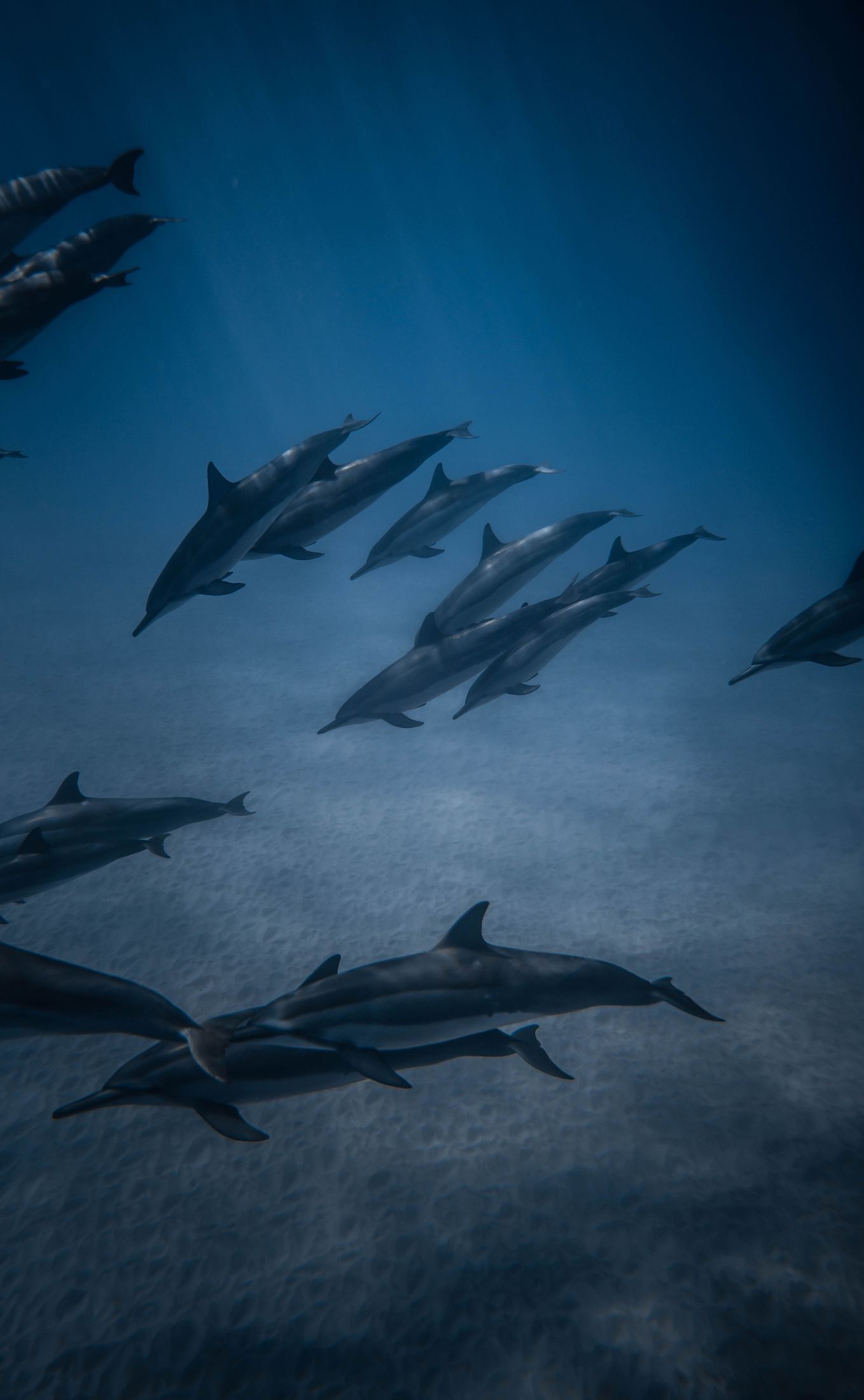A pod of spinner dolphins swimming over sand in deep blue water