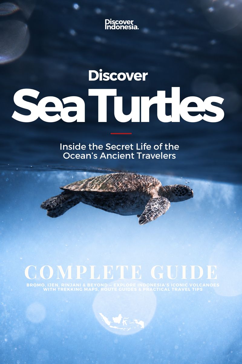 Discover Hawaii: Sea Turtles, book cover