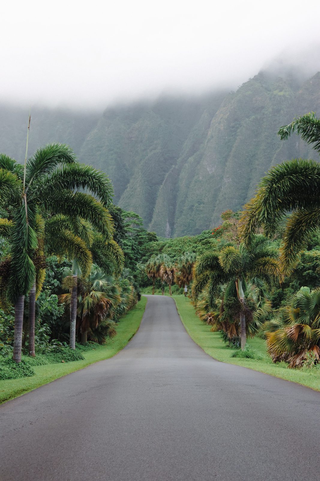 A palm-lined road leading towards misty green cliffs