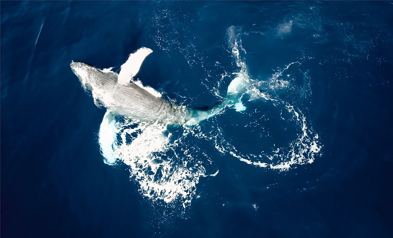 A humpback whale rolling at the surface, seen from above