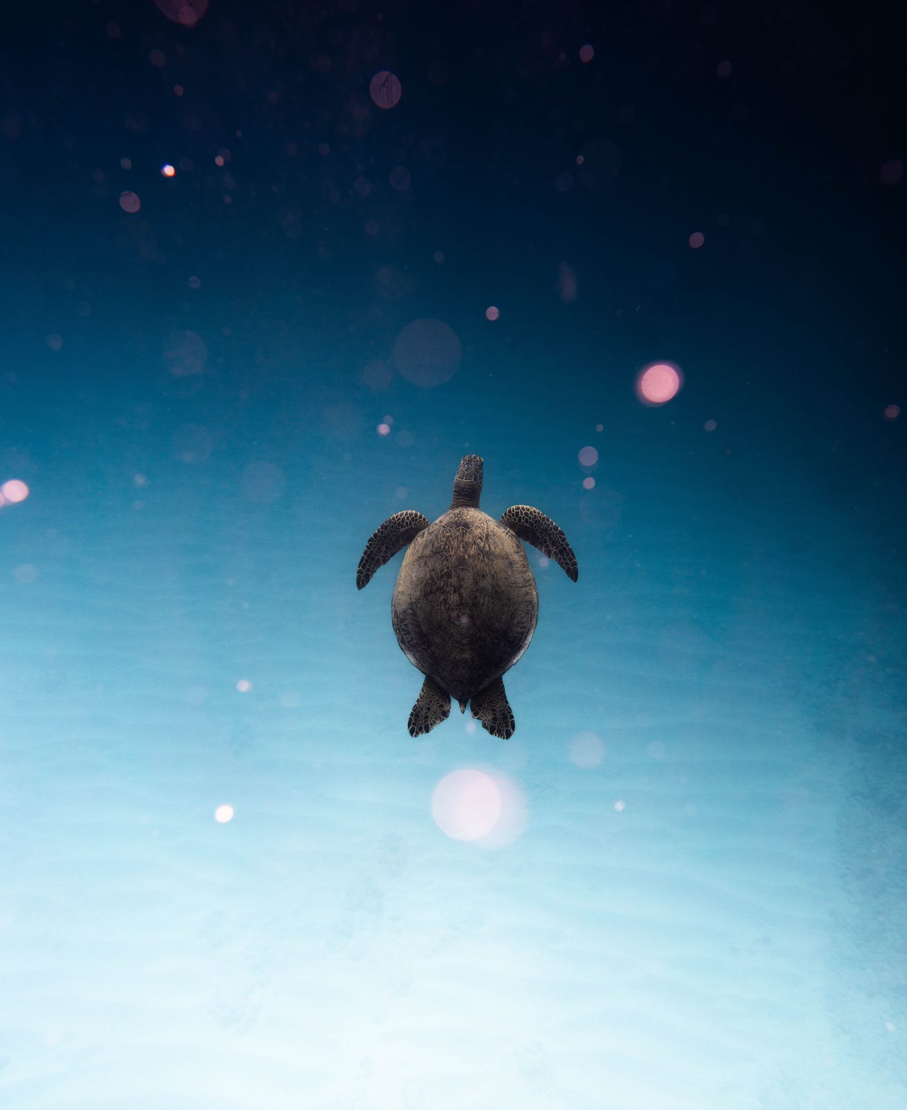 A green sea turtle swimming in clear blue Hawaiian water