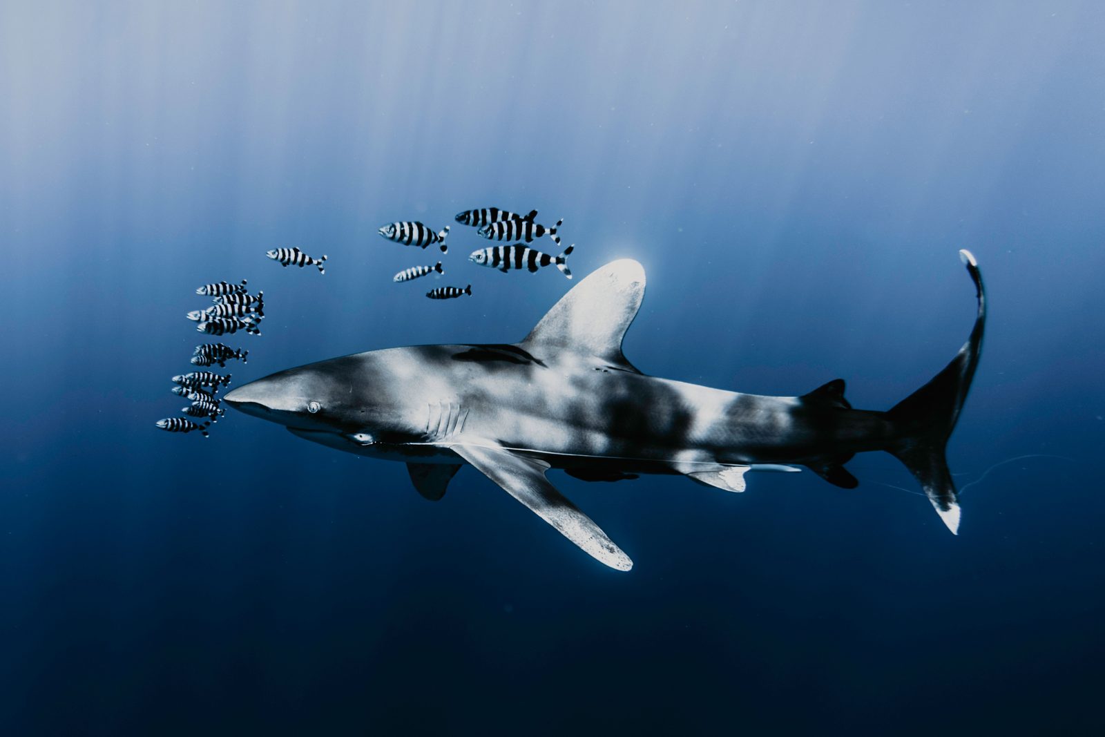An oceanic whitetip shark with pilot fish in open blue water