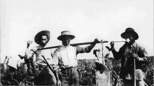 Three plantation workers in hats standing in a field, two of them sharing a wooden carrying pole