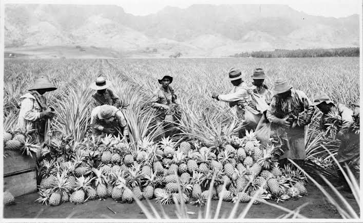 Black-and-white photograph of workers in hats and long sleeves harvesting pineapples into a large pile in a field, with mountains behind