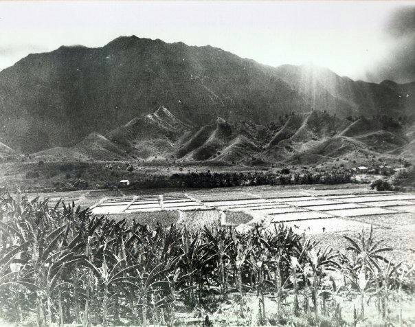 Flooded taro patches below steep green mountains in Hawaiʻi