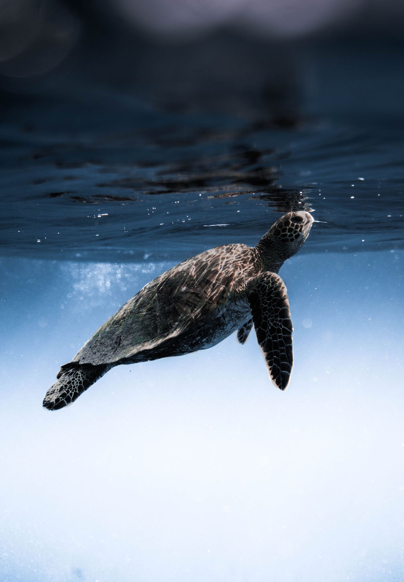 A green sea turtle in Hawaiian waters