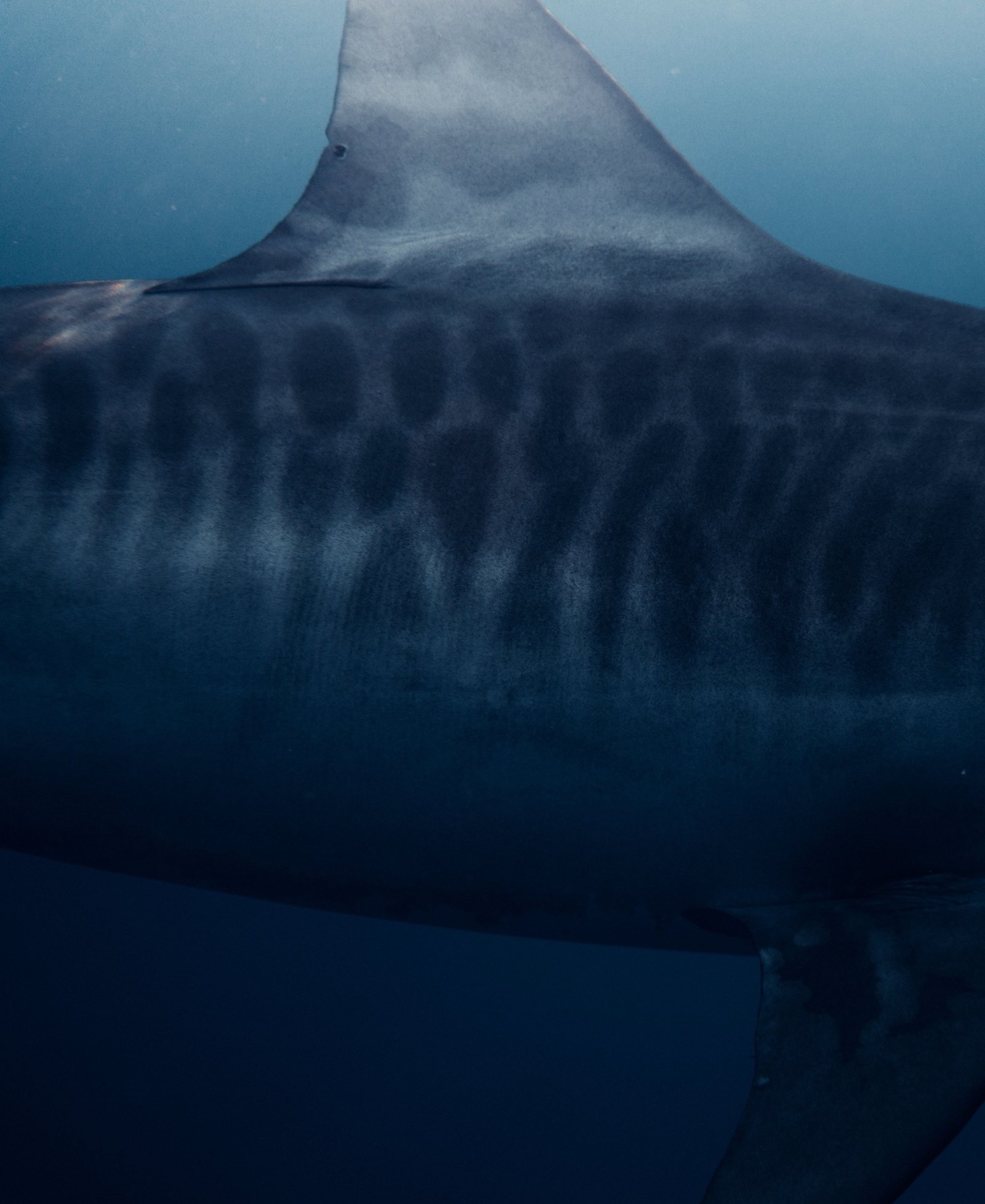 The striped flank and dorsal fin of a tiger shark in deep blue water